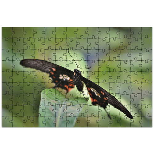 фото Магнитный пазл 27x18см."бабочка, бабочки, крыло" на холодильник lotsprints