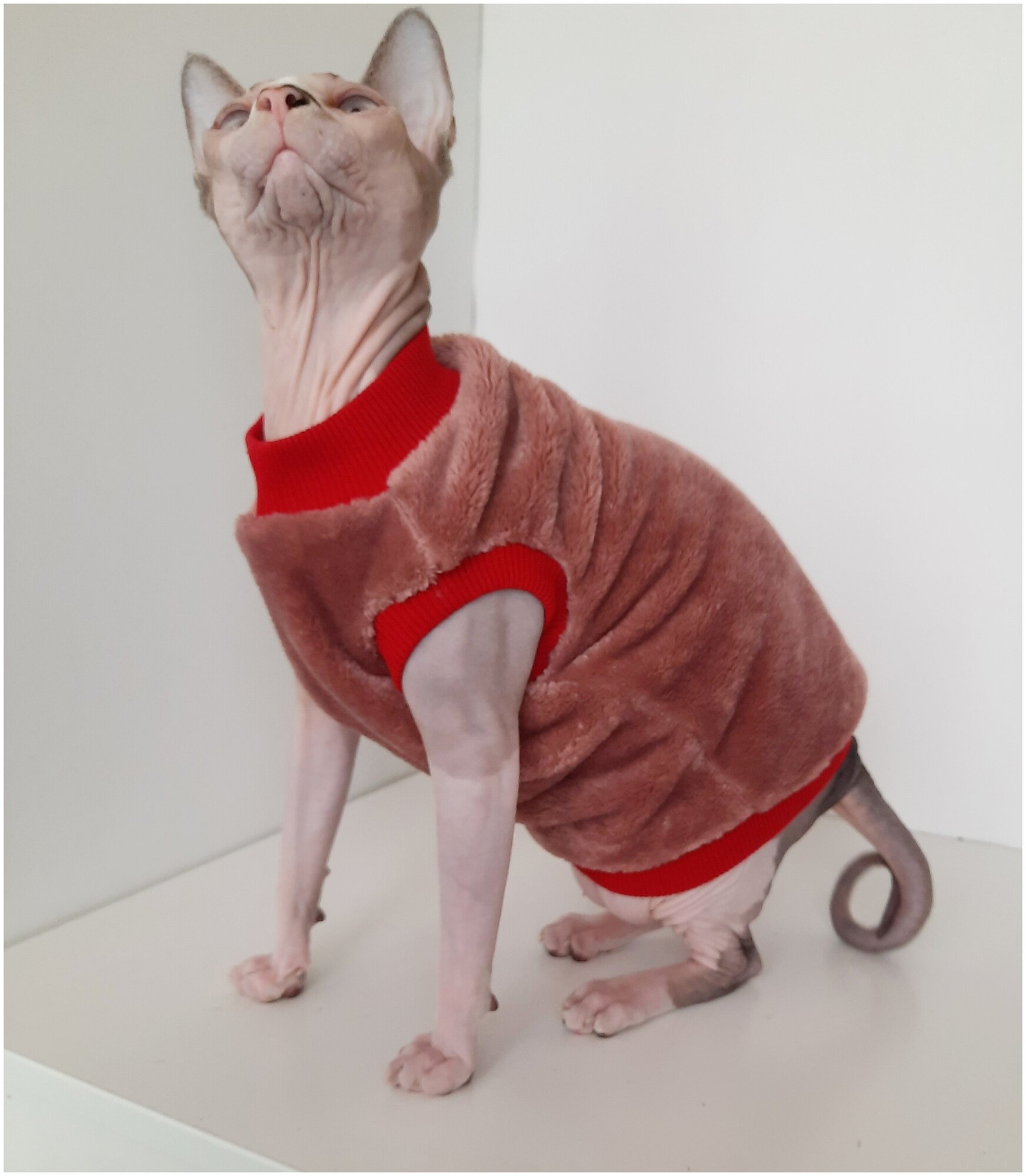 Толстовка, свитер, шуба для кошек сфинкс, размер 40 (длина спины 40см), цвет коралл / Одежда для кошек сфинкс / одежда для животных - фотография № 9