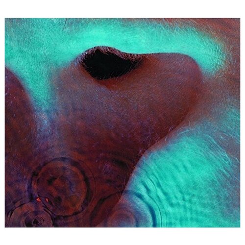 Pink Floyd - Meddle (180 Gram Vinyl) usa