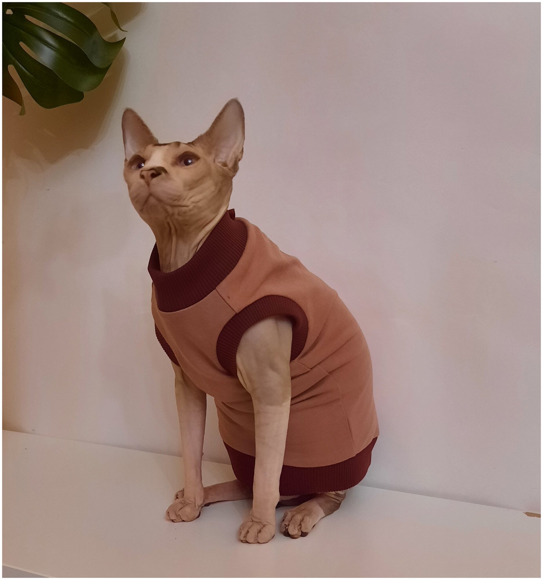 Свитшот для кошек, размер 40 (длина спины 40см), цвет розовая пудра/ толстовка свитшот свитер для кошек сфинкс / одежда для животных - фотография № 5