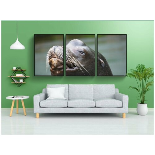 фото Набор модулных постеров для интерьера "морской лев, тюлень, уплотнения" 60x90 см. в тубусе, без рамки lotsprints