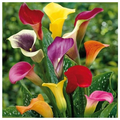 LeFlower калла_микс_12-16 разбор, 5 шт.