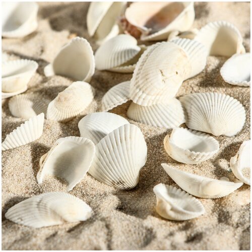 фото Набор ракушек, 2 - 3,5 см, 100 г пижон aqua