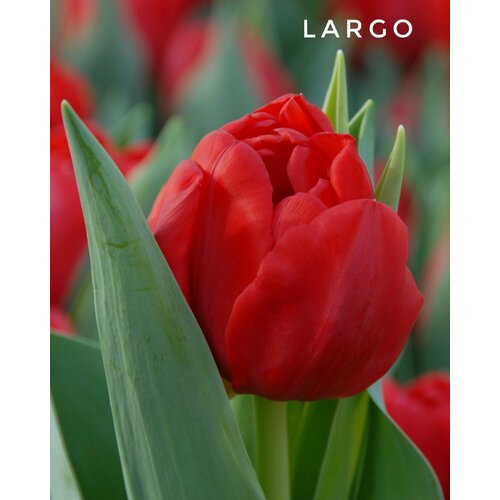 Тюльпаны пионовидные , луковицы сорт LARGO красные (4штуки) луковицы тюльпан пепл принц 10 11 2шт