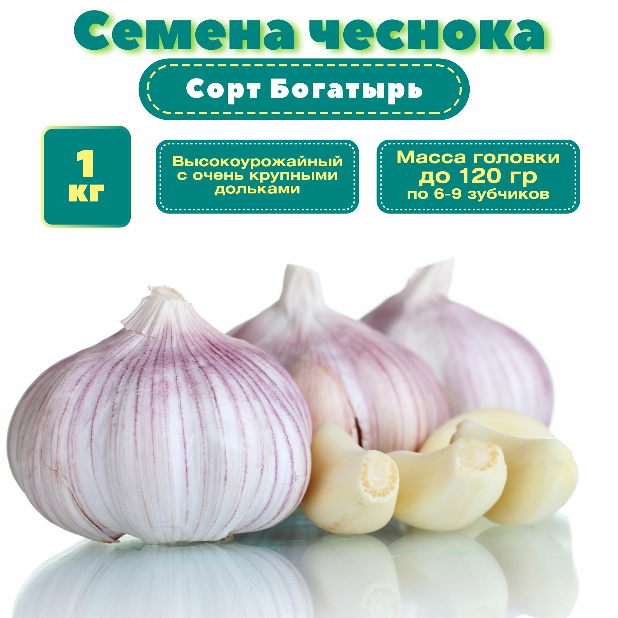 Чеснок озимый на посадку 1 кг. Семена сорта "Богатырь". Высокая урожайность, стойкость к болезням и превосходные вкусовые качества. Хорошая лежкость и стойкость к неблагоприятным условиям.