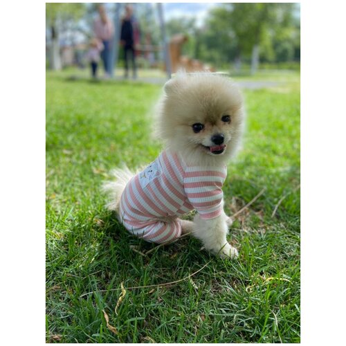 Комбинезон для собак и кошек малых и средних пород / Свитер для собак / кофта для собак , розовый, размер XS / ШпицельШоп