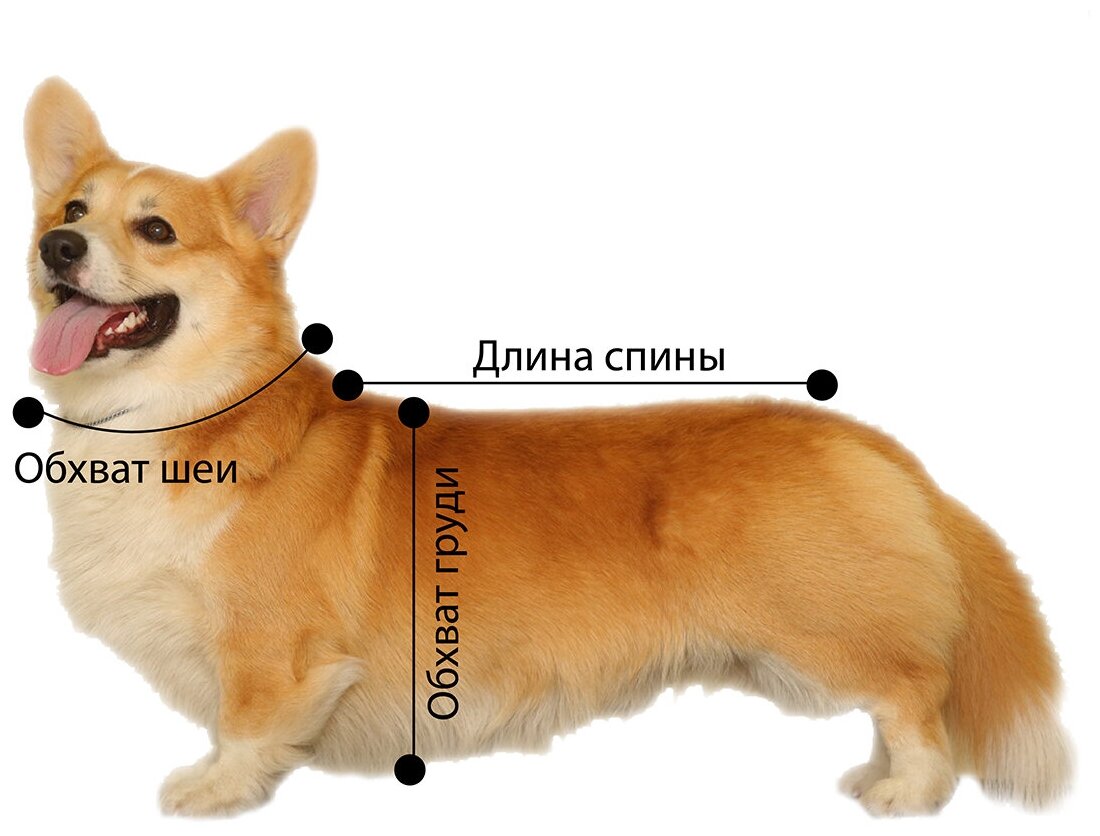 Комбинезон мембранный для Вельш-корги на девочку, коралловый, размер S - фотография № 2