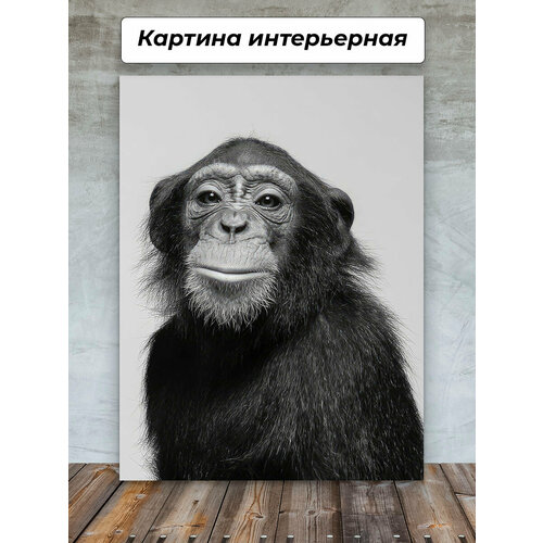 Картины для интерьера 30х40 Черно-белый Обезьяна портрет