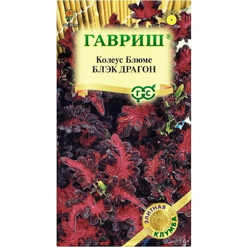 Колеус Блэк Драгон, 1 пакет, семена 4 шт, Гавриш колеус блэк драгон семена