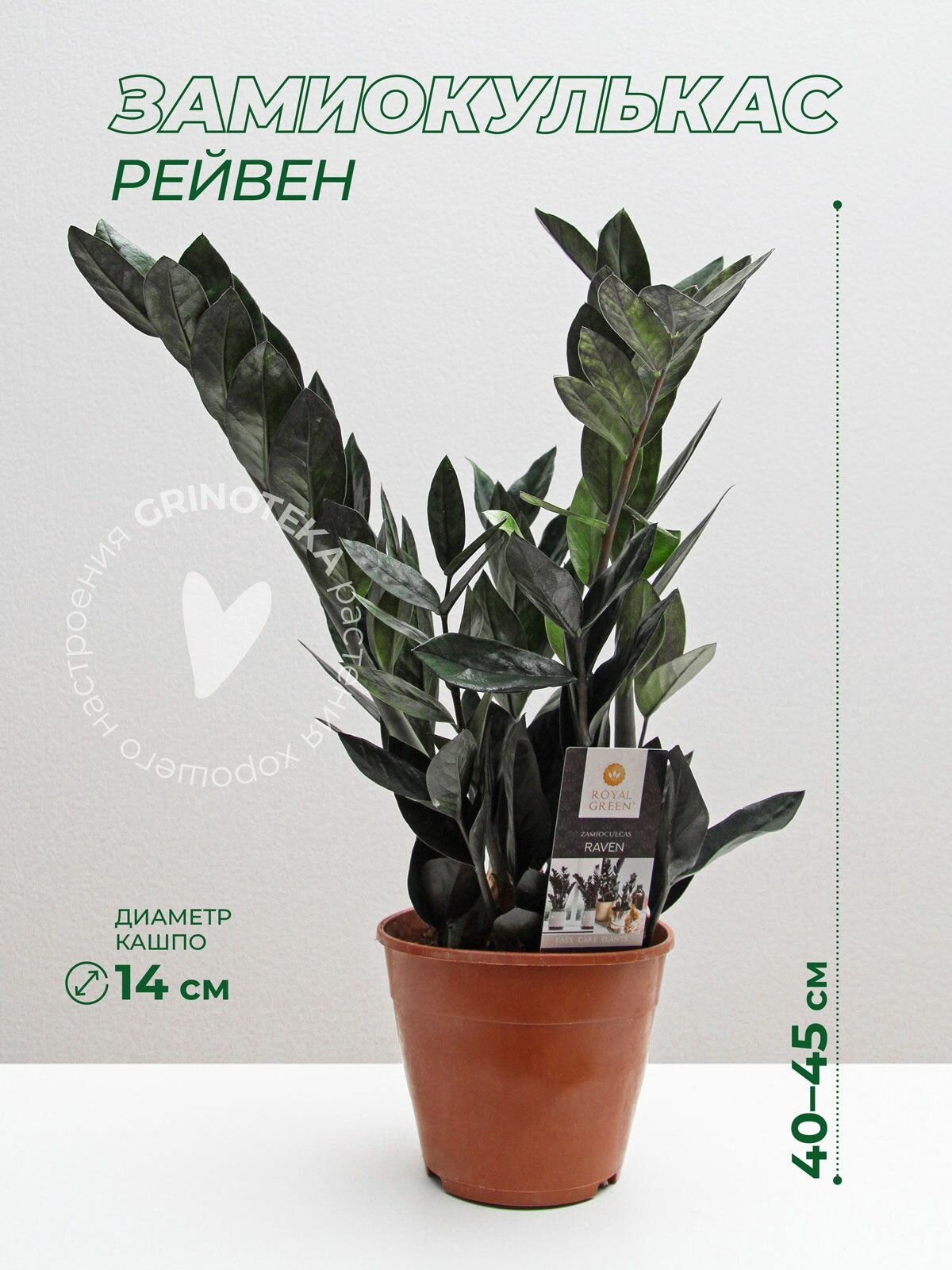 Замиокулькас Равен Черный (Давон) D14 см высота 40-45 см