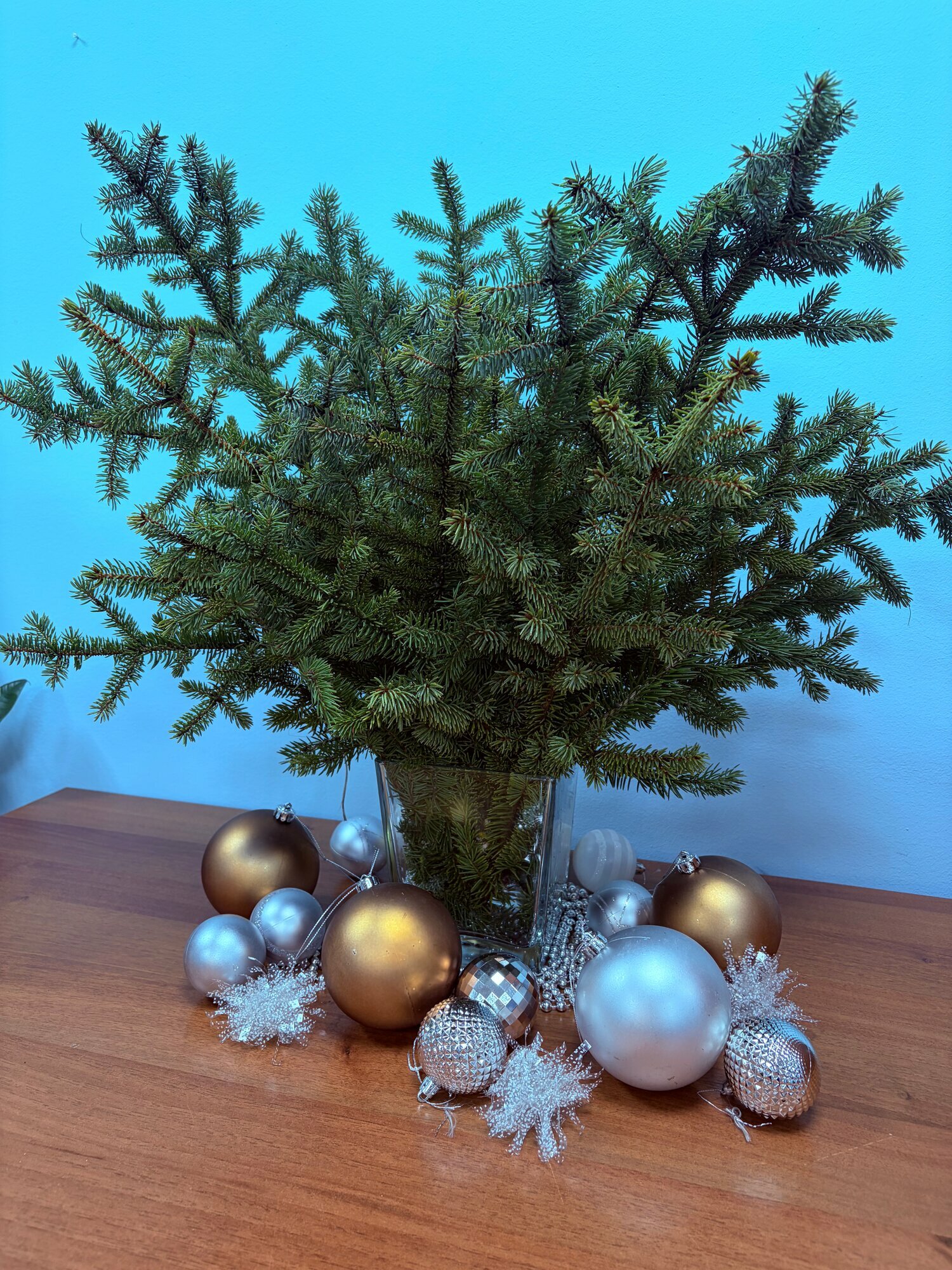 Лапник живой ели 