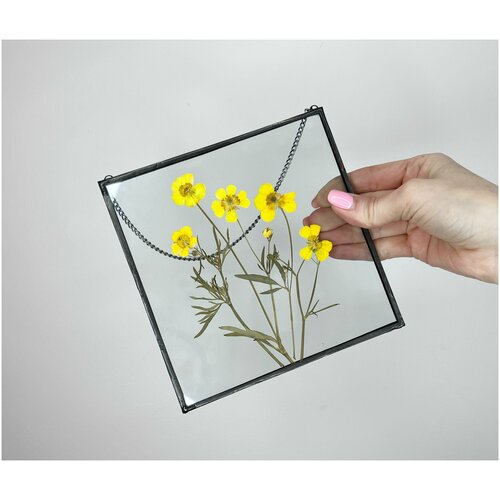 Панно на стену Гербарий в стекле Лютики полевые 