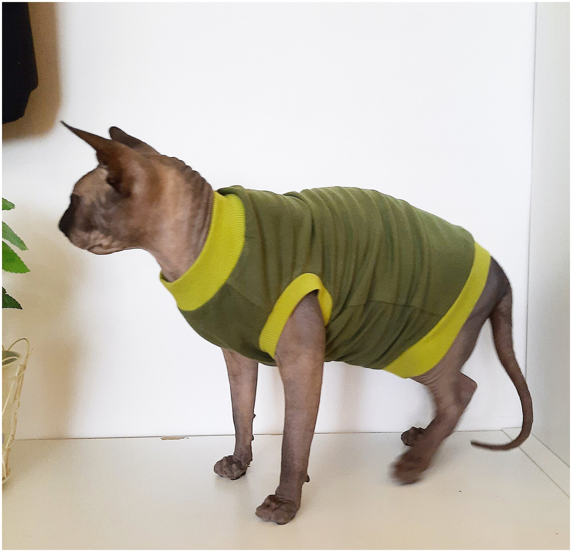 Футболка для кошек, размер 30 (длина спины 30см), цвет зеленый кедр / майка футболка для кошек сфинкс /одежда для животных / одежда для кошек сфинкс - фотография № 9