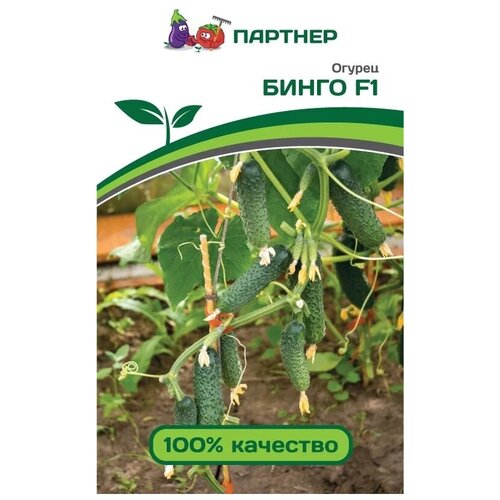 Семена Огурец Бинго F1 /Агрофирма Партнер/ 1 упаковка, 5 семян огурец для пикулей бинго f1 партнер семена