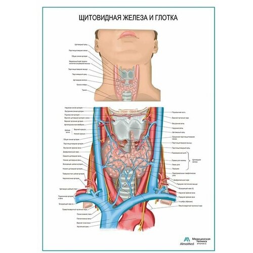 Щитовидная железа и глотка, плакат, глянцевая фотобумага от 200 г/кв. м, размер A2+
