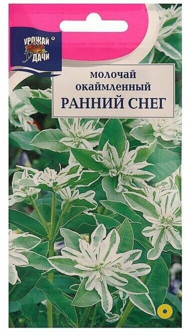 Семена цветов Цв Молочай окаймленный Ранний снег02 гр 5 пачек