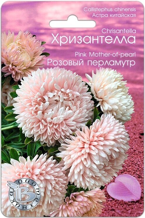 Семена Астры китайской Хризантелла Розовый Перламутр (30 семян)