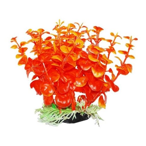 УЮТ Растение аквариумное 12см Бакопа оранжевая