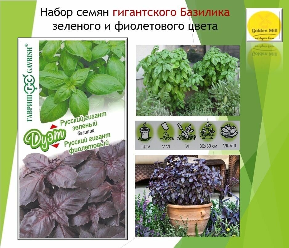 Базилик: Русский гигант зеленый Русский гигант фиолетовый. Семена.