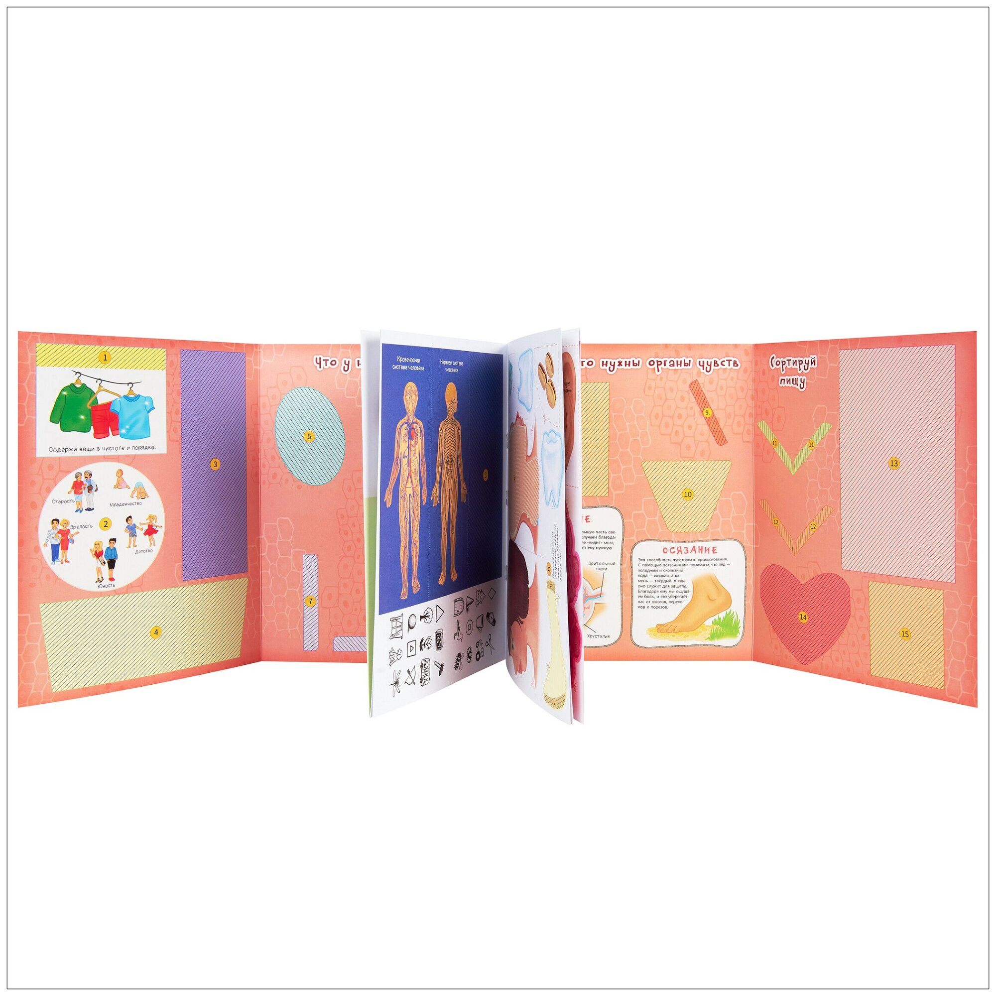 Lapbook. Тело человека. Интерактивная игровая папка - фото №12