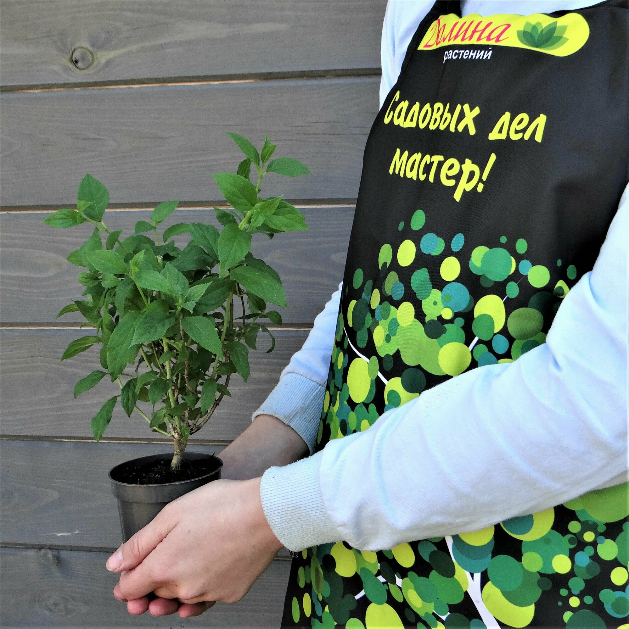 Изображение Гортензия метельчатая Лаймлайт (Belgium Plants Van. (Бельгия)), 1 саженец в горшке 15-20 см