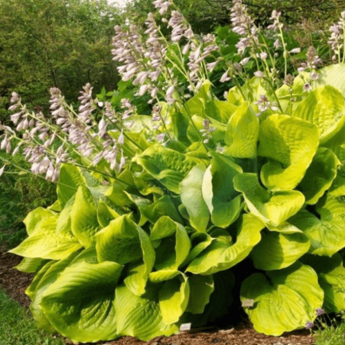 Хоста Сам энд Сабстенс (1 корневище в горшке С2). Szkolka roslin A.M (Польша)