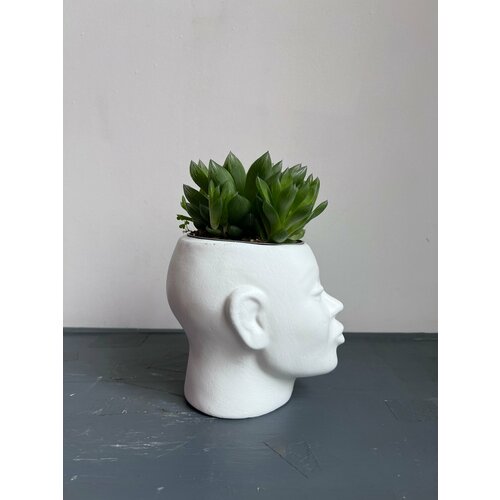 Хавортия купера в кашпо ‘голова’