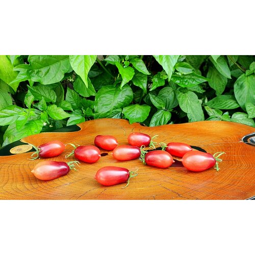 Семена Томат сказочная ФЕЯ (Mаrchenfee) / Seeds And Goods / в пакетике zip-lock без полиграфии 10 семян