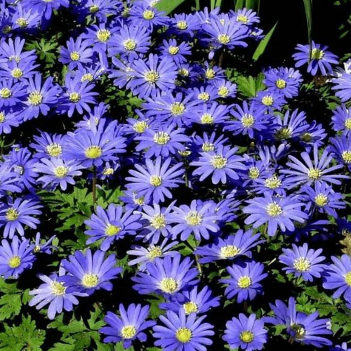 Луковицы Анемоны BLUE SHADES ( 10 шт )