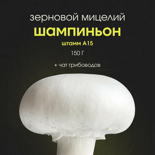 Мицелий шампиньона зерновой. Семена грибов