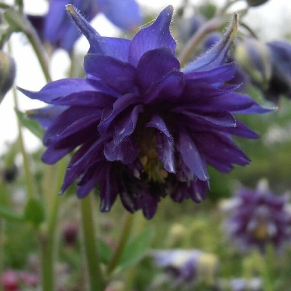 Аквилегия Фея ночи  махровая семена 10 шт