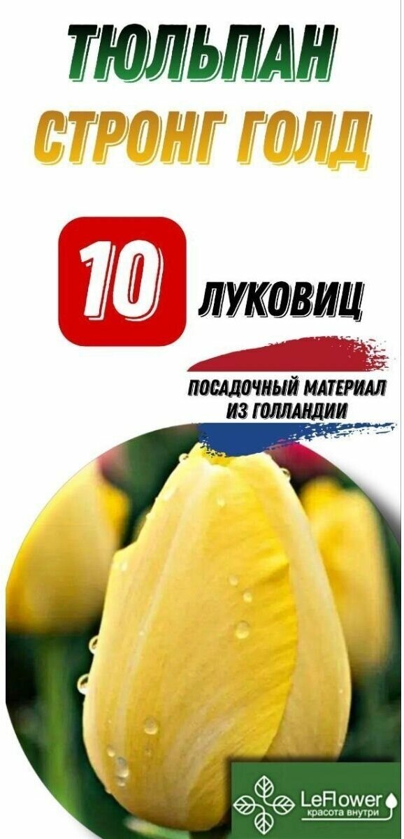 Тюльпан Луковица, Стронг Голд, 10шт