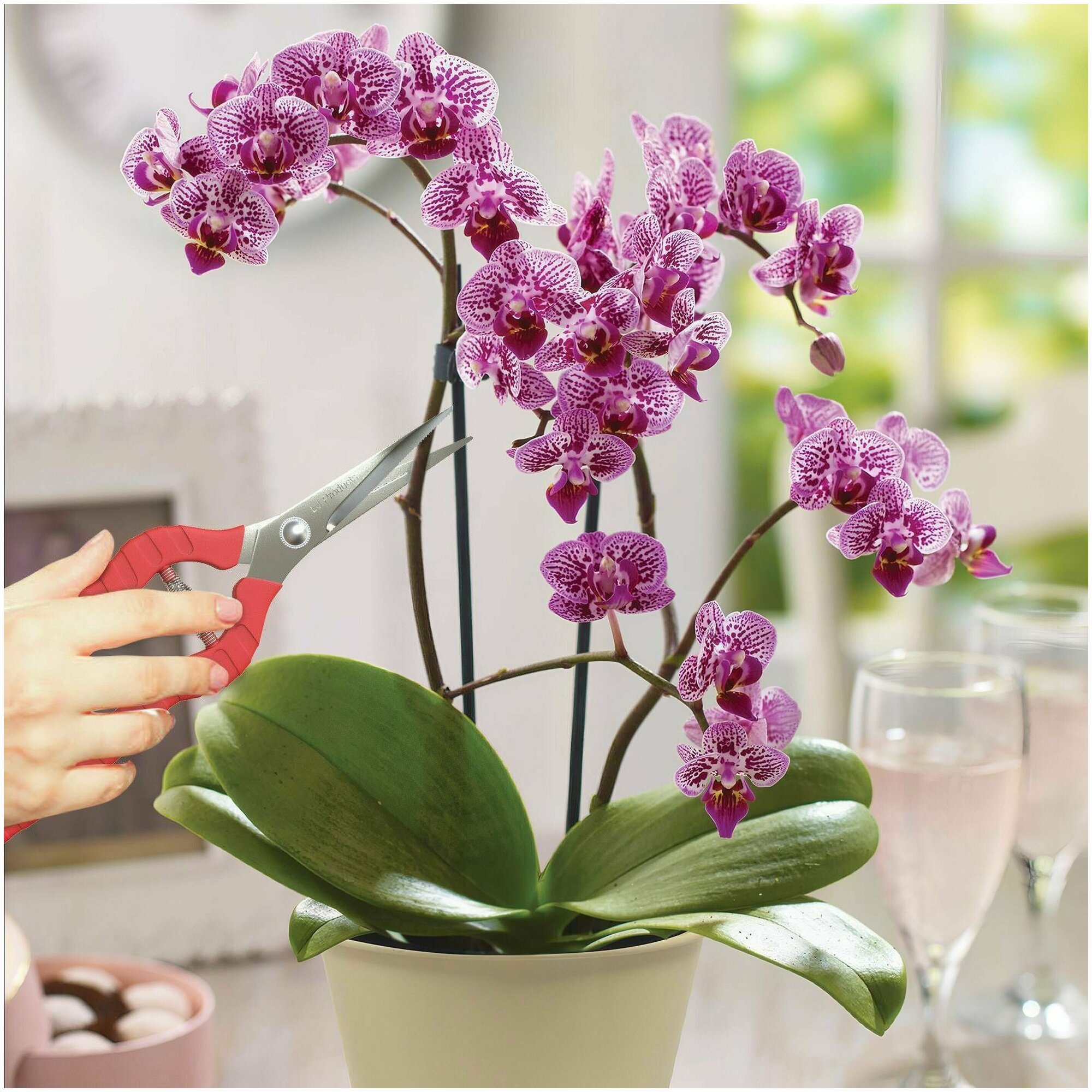 Биостимулятор роста для орхидей - способствует лучшей приживаемости при пересадке, стимулирует корнеобразование, ускоряет начало цветения, увеличивает - фотография № 3