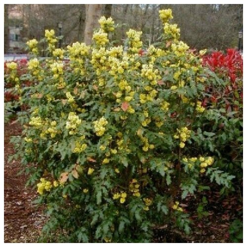 Саженец Магония падуболистная магония падуболистная лат mahonia aquifolium семена 25шт подарочек