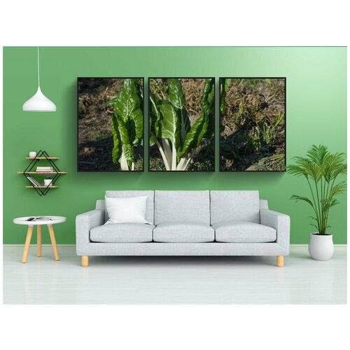 фото Набор модулных постеров для интерьера "мангольд, сад, овощ" 60x90 см. в тубусе, без рамки lotsprints