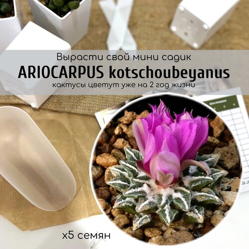 Семена кактуса Ариокарпус с сосочками треугольной формы, без колючек. Взрослые Ariocarpus kotschoubeyanus – украшение любой коллекции