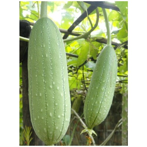 Семена Люффа цилиндрическая (Luffa aegyptiaca), 5 штук aegyptiaca rossica выпуск 2