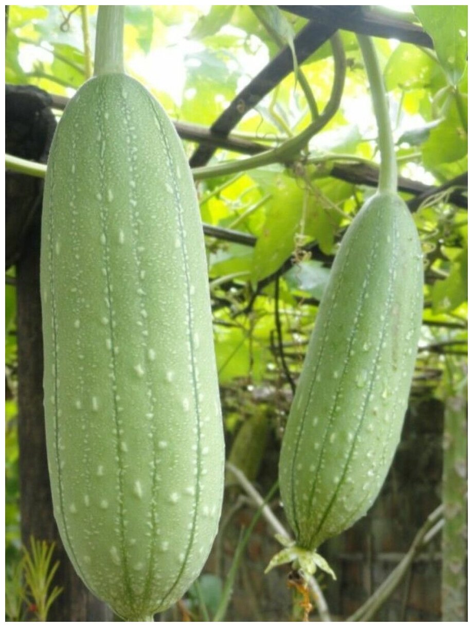 Семена Люффа цилиндрическая (Luffa aegyptiaca), 5 штук