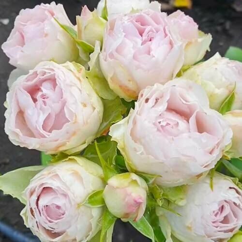 Роза спрей Сильвер Лэйс саженец розы 899₽