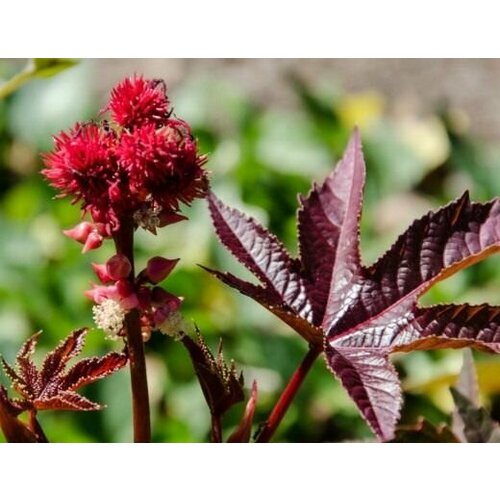 Клещевина Обыкновенная (лат. Ricinus communis) Семена 10шт + подарочек