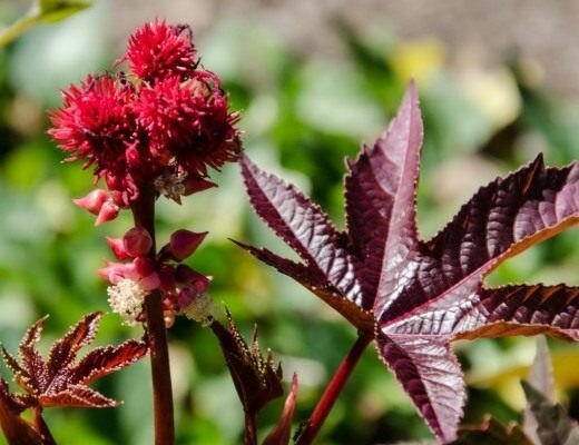 Клещевина Обыкновенная (лат. Ricinus communis) Семена 10шт + подарочек