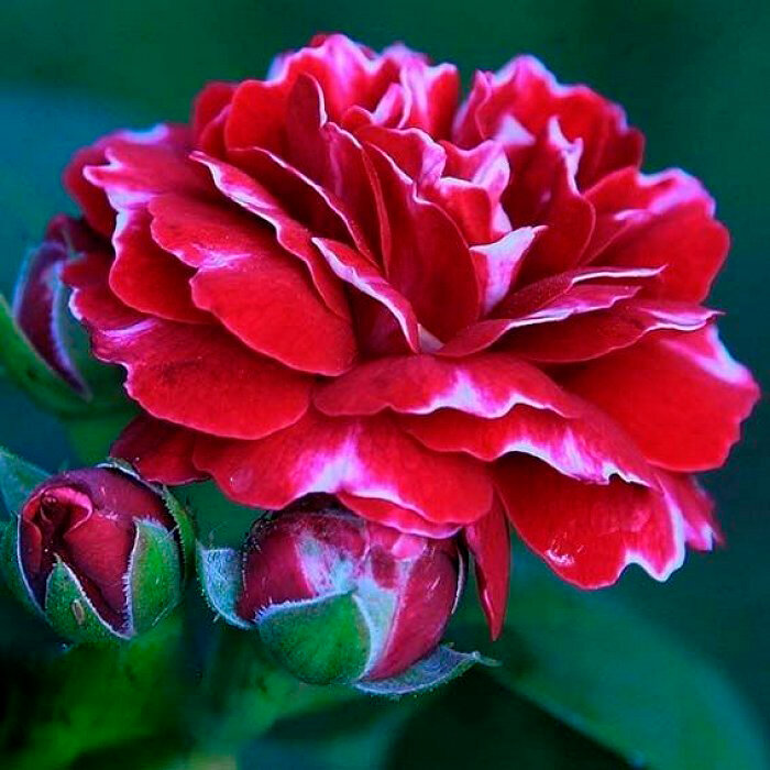 Розы ЗЕЛЕНАЯ КРОНА