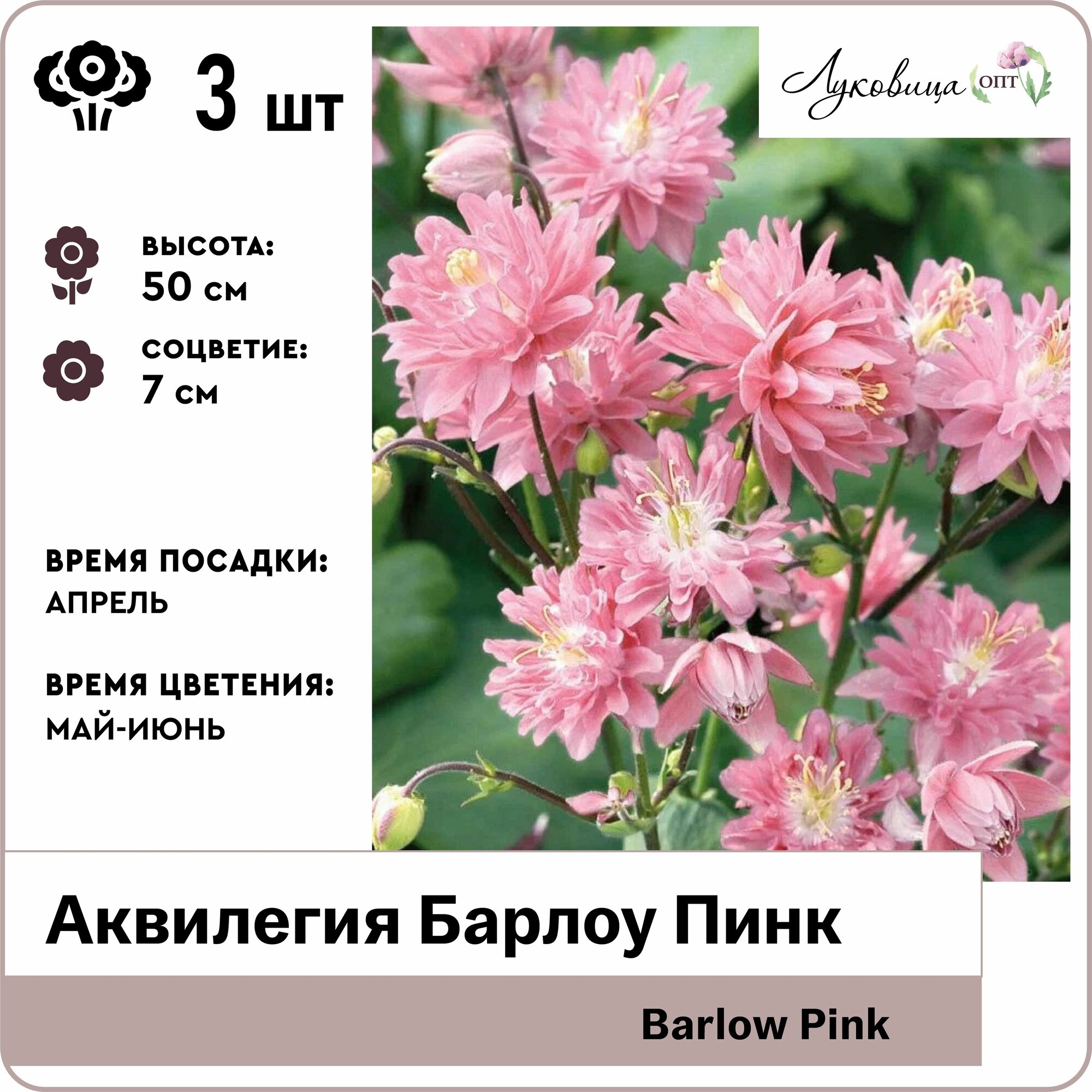 Аквилегия Барлоу Пинк (Barlow Pink) корни 3шт Голландия