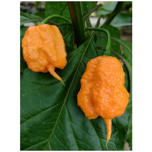 Семена Острый перец Carolina Reaper peach (Каролина Рипер персиковый), 5 штук