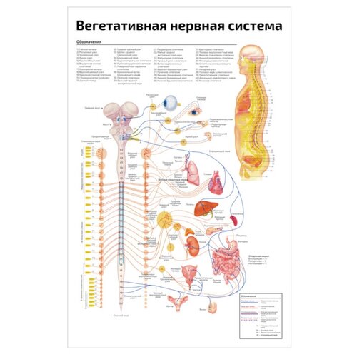Плакат Квинг Вегетативная нервная система — медицинский плакат 457×610 мм ≈ (А2)