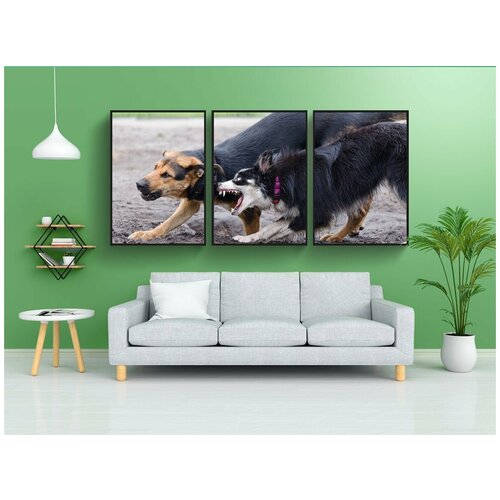 фото Набор модулных постеров для интерьера "бордер-колли, гибридный, играющие собаки" 60x90 см. в тубусе, без рамки lotsprints