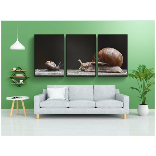 фото Набор модулных постеров для интерьера "улитка, моллюск, оболочка" 60x90 см. в тубусе, без рамки lotsprints