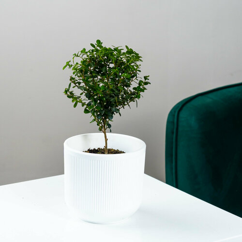 Мирсина комнатная в стильном кашпо