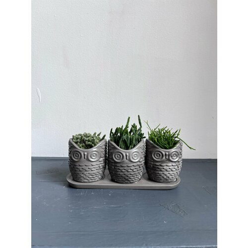 Кактусы в кашпо Совы 2700₽