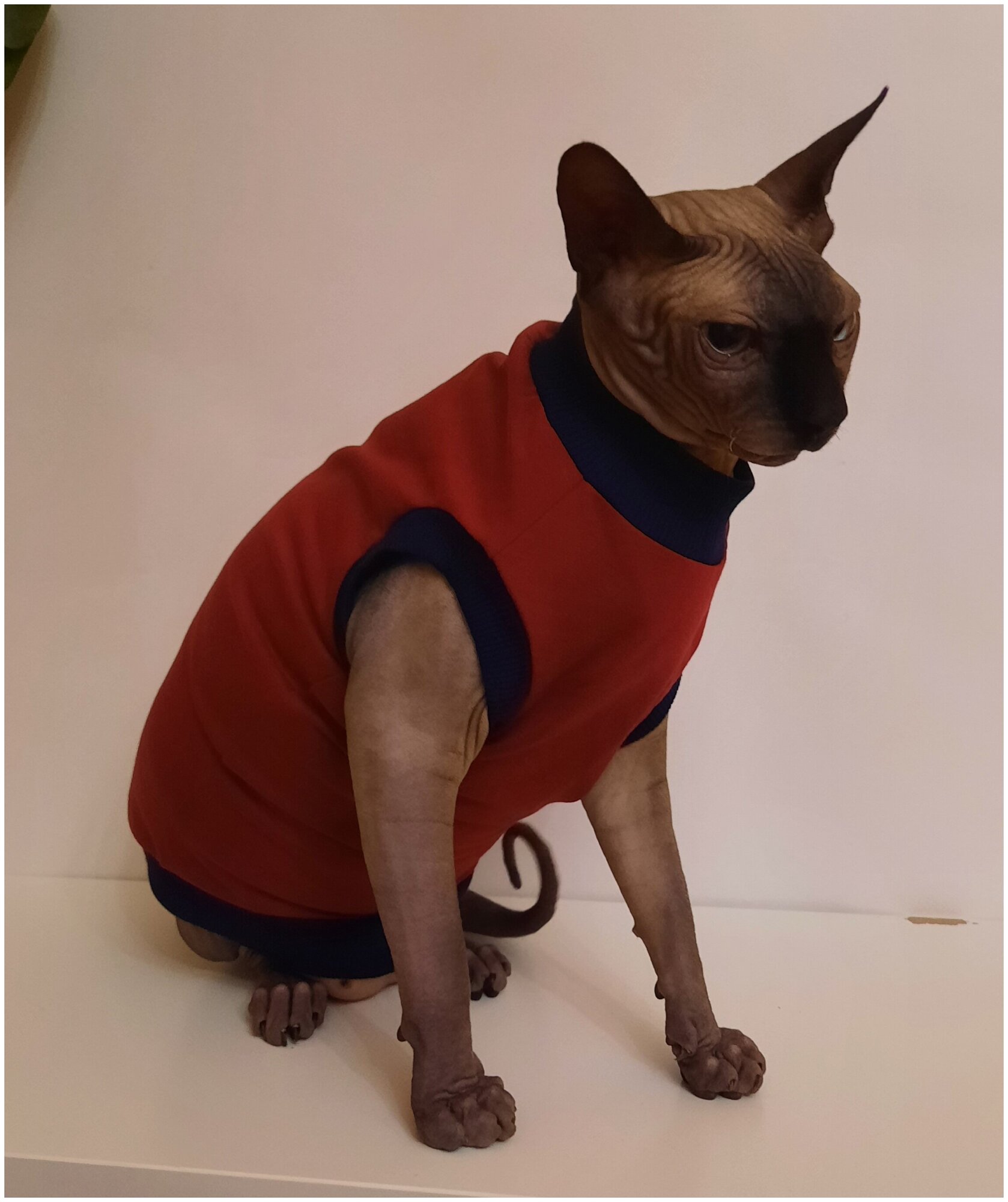 Свитшот для кошек, размер 40 (длина спины 40см), цвет бордовый / толстовка свитшот свитер для кошек сфинкс / одежда для животных - фотография № 12